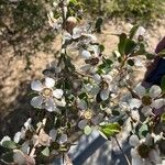 Leptospermum laevigatum Blomma