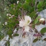 Capparis spinosa 花