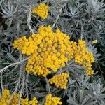 Helichrysum orientale Drugo