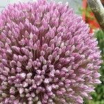 Allium giganteum Flor