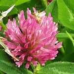 Trifolium medium Flor