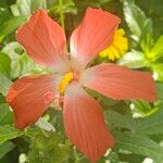 Hibiscus martianusᱵᱟᱦᱟ