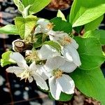 Malus pumila 花