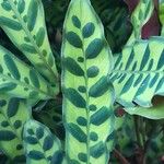 Calathea lancifolia Hoja