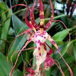 Brassia caudata फूल