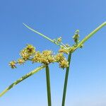 Cyperus difformis Квітка