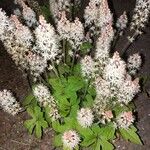 Tiarella cordifolia Flor