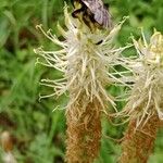 Phyteuma spicatum Fleur