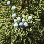 Juniperus occidentalis Квітка