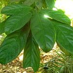 Cola nitida Leaf