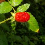 Rubus rosifolius Ovoce