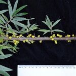 Hippophae salicifolia Hábito