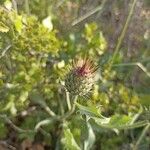 Klasea pinnatifida Flower