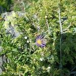Machaeranthera tanacetifolia Flor