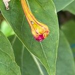 Mirabilis jalapa Blatt