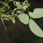 Galactia striata फूल