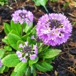 Primula denticulata Flower