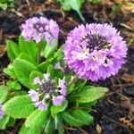 Primula denticulata Květ