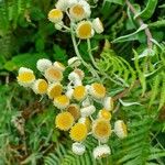 Helichrysum cooperi 花