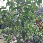 Solanum erianthum Muu