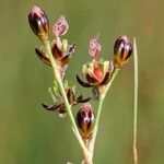 Juncus gerardi Virág
