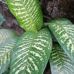 Dieffenbachia seguineFuelha