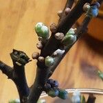 Prunus salicina Blodyn
