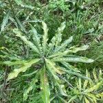 Convolvulus floridus Leaf