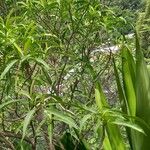 Tabernaemontana persicariifolia Leaf