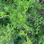Juniperus monosperma Folha