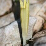 Sternbergia colchiciflora 花