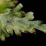 Hymenophyllum le ratii 葉