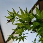 Acer japonicum ഇല