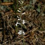 Anarrhinum laxiflorum Habitat