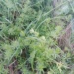 Galium album Leaf