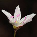 Claytonia lanceolata Fiore