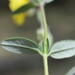 Helianthemum nummularium Leaf