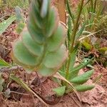 Kalanchoe marnieriana Leaf