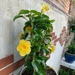 Mandevilla sanderi花