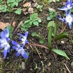 Scilla luciliaeBloem