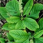 Clethra alnifolia Blad