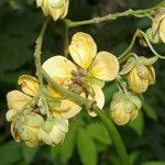 Senna papillosa Flower