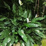 Spathiphyllum blandum Συνήθη χαρακτηριστικά