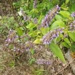 Agastache foeniculum ফুল