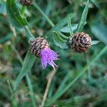 Centaurea decipiens 花