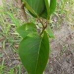 Syringa vulgarisBlad