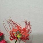 Lycoris radiata പുഷ്പം