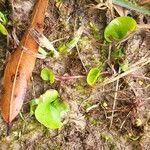 Dichondra carolinensis 葉