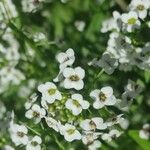 Lobularia maritimaFlower