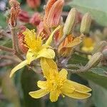 Grewia trichocarpa Flower